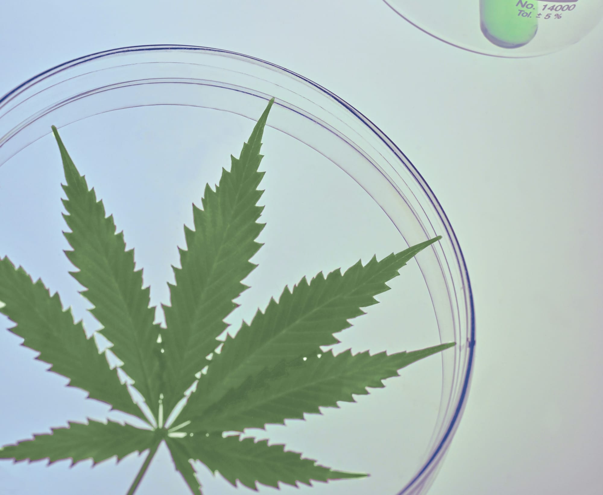 The many faces of hemp