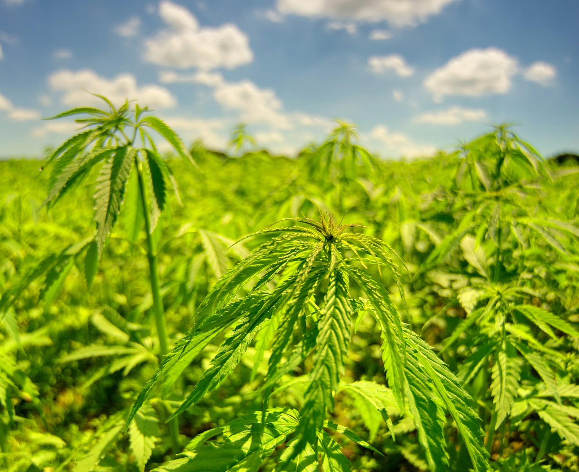 The many faces of hemp