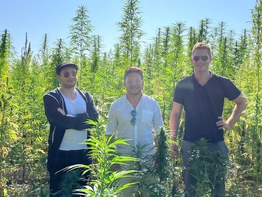 Industrial hemp in germany and its development