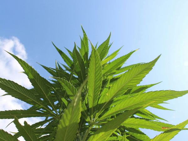 Germany approaches "Climate Hemp" as a Sustainable Material of the Future