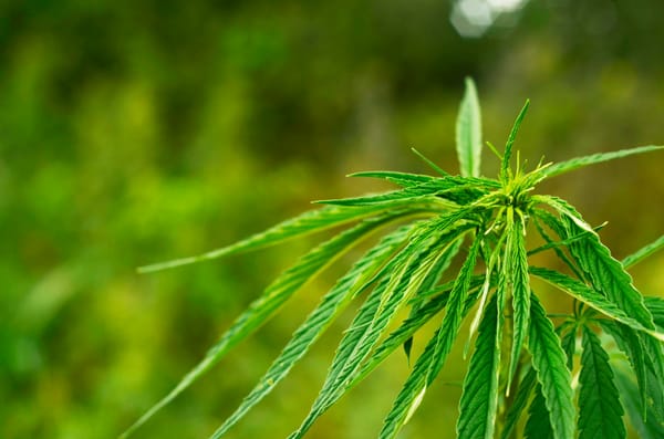 Hemp: The eco-friendly crop perfectly suited for organic farming