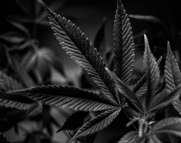 The many faces of hemp