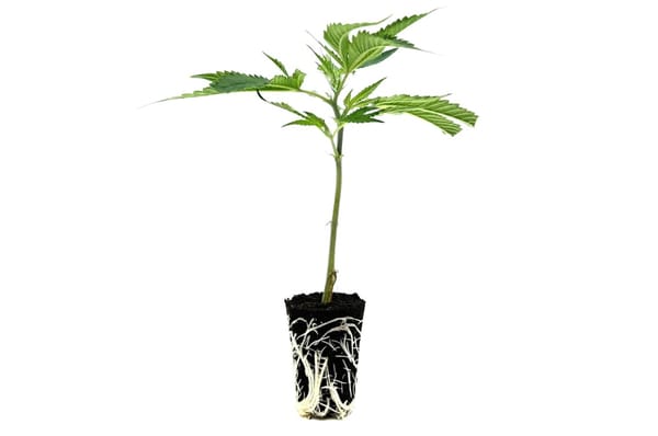 What to consider when buying cannabis cuttings – A guide for beginners and cannabis clubs