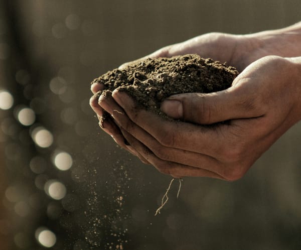 Hemp and Biochar: for soil fertility and climate protection